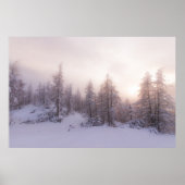 Sonnenlicht und Fichtenwald Poster (Vorne)