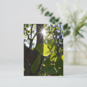 Sonnenlicht und Pistazien Postkarte (Stehend Vorderseite)