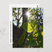 Sonnenlicht und Pistazien Postkarte (Vorne/Hinten)