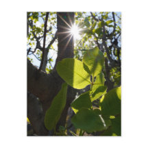 Sonnenlicht und Pistazien