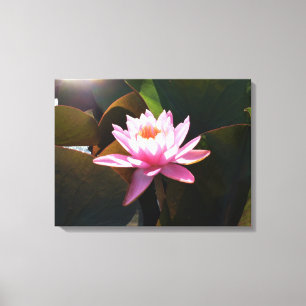 Sonnenlicht Wasserlilie Rosa Blumengarten Leinwanddruck