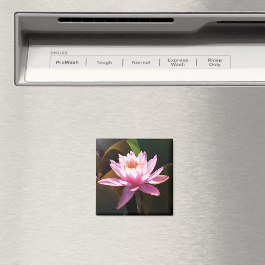 Sonnenlicht Wasserlilie Rosa Blumengarten Magnet (In Situ (Geschirrspüler))