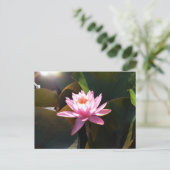 Sonnenlicht Wasserlilie Rosa Blumengarten Postkarte (Stehend Vorderseite)