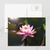 Sonnenlicht Wasserlilie Rosa Blumengarten Postkarte (Vorne/Hinten)