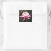 Sonnenlicht Wasserlilie Rosa Blumengarten Quadratischer Aufkleber (Tasche)