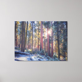 Sonnenlicht Winter Sequoia Forest Szene Leinwanddruck
