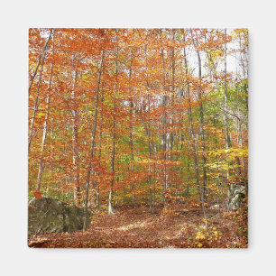 Sonnenlichtdurchgang Entdeckungsreise zur Alp Pior Magnet