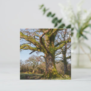 Sonnenlichter Waldweg zu einem alten Baum