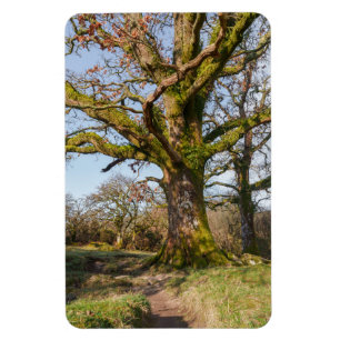 Sonnenlichter Waldweg zu einem alten Baum Magnet