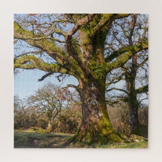 Sonnenlichter Waldweg zu einem alten Baum Puzzle (Vertikal)