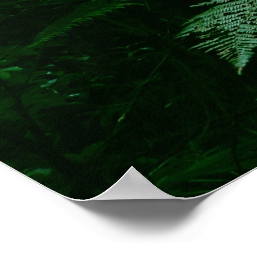 Sonnenlichtes Baumdach im tropischen Dschungel Poster (Ecke)