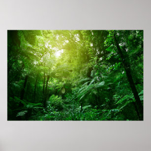 Sonnenlichtes Baumdach im tropischen Dschungel Poster