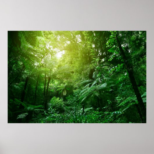 Sonnenlichtes Baumdach im tropischen Dschungel Poster (Vorne)