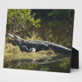 Sonnenmelder Fotoplatte (Seite)