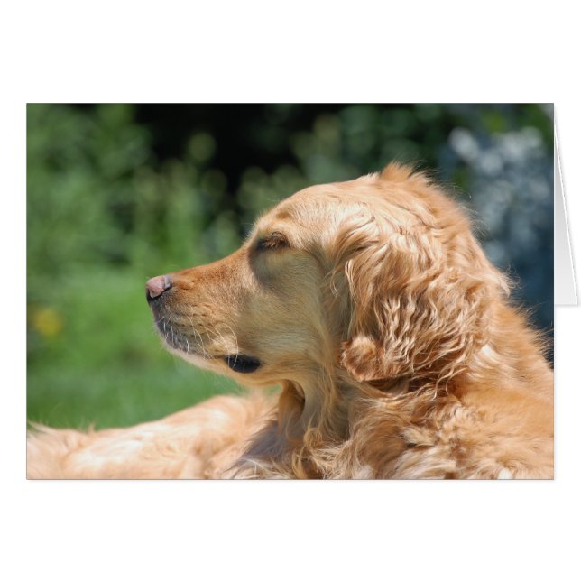 Sonnennachmittag (Vorderseite (Horizontal))