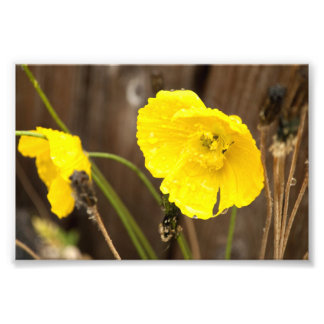 Sonnenschein Fotodruck