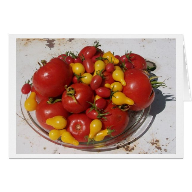 Sonnenschein-Garten-Sammlung ~ Tomaten (Vorderseite (Horizontal))