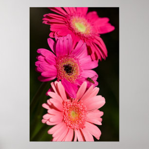 Sonnenschein Gerbera Poster