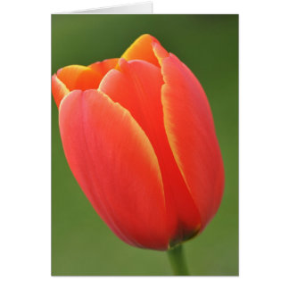 Sonnenschein in einem Tulip
