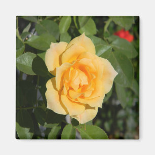 Sonnenschein... Magnet