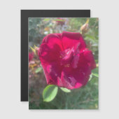 Sonnenschein nach Dusche Rose Magnet (Vorne/Hinten)