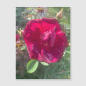 Sonnenschein nach Dusche Rose Magnet (Vorderseite)