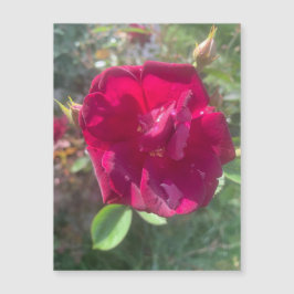 Sonnenschein nach Dusche Rose Magnet