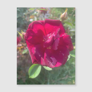 Sonnenschein nach Dusche Rose Magnet
