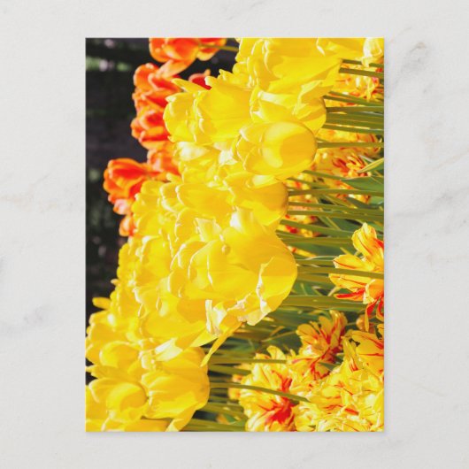 Sonnenschein Postkarte (Vorderseite)