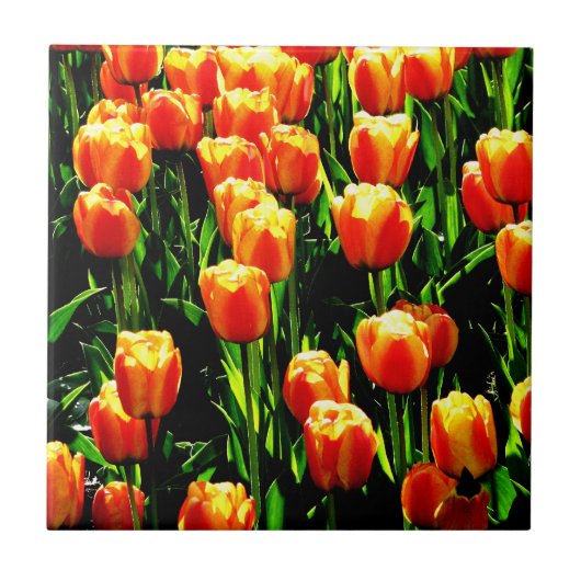 Sonnenschein-Tulpen Fliese (Vorderseite)