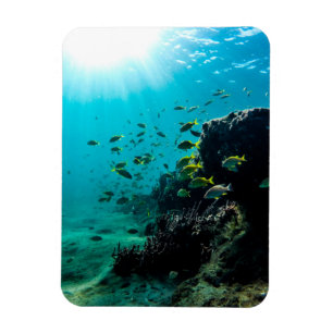 Sonnenschein und tropische Fische Magnet