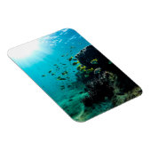 Sonnenschein und tropischer Fisch Magnet (Rechte Seite)