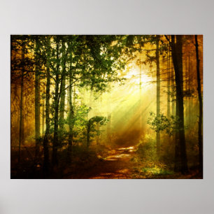 Sonnenschein-Vogel Poster