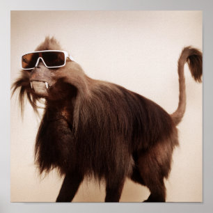 Sonnenscheinaffe Poster