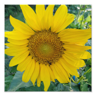 Sonnenscheinblüte Lebendes Sonnenblumenfeld Foto