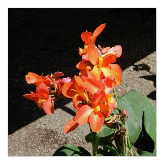 Sonnenscheinende Liebe... Poster (Vorderseite)