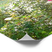SONNENSCHIRM UND ROSE-Poster Poster (Ecke)