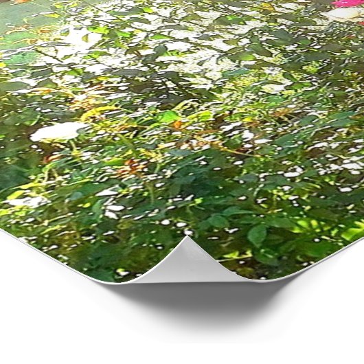 SONNENSCHIRM UND ROSE-Poster Poster (Ecke)