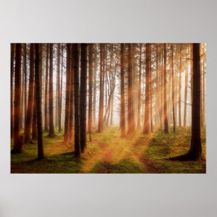 Sonnenschutzwald Poster