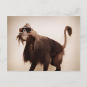 Sonnenseffe Postkarte (Vorderseite)