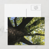 Sonnenstrahl Postkarte (Vorne/Hinten)