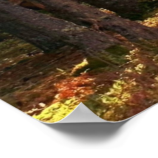 Sonnenstrahl-Waldweg Poster (Ecke)