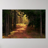 Sonnenstrahl-Waldweg Poster (Vorne)