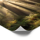 Sonnenstrahlen durch alte Riesen Poster (Ecke)