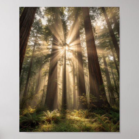 Sonnenstrahlen durch alte Riesen Poster (Vorne)