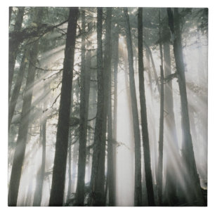 Sonnenstrahlen durch Bäume scheinend, Mount Rainie Fliese