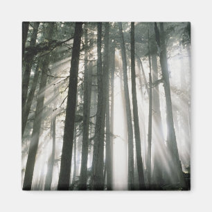 Sonnenstrahlen durch Bäume scheinend, Mount Rainie Magnet