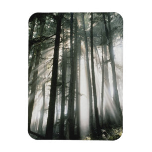 Sonnenstrahlen durch Bäume scheinend, Mount Rainie Magnet
