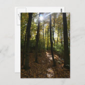 Sonnenstrahlen durch die Bäume Postcard Postkarte (Vorne/Hinten)