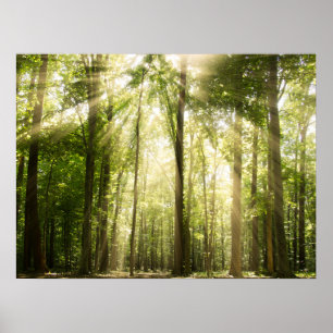 Sonnenstrahlen durch Treetops Poster